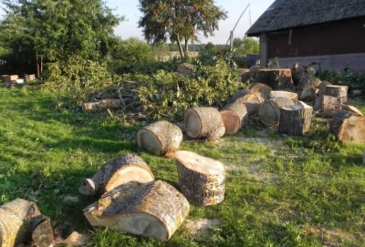 Спилить деревья - услуги стоимость услуг и где заказать - Вологда