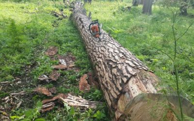 Спил и вырубка деревьев, корчевание пней - Вологда, цены, предложения специалистов