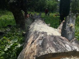 Спил и вырубка деревьев, корчевание пней стоимость услуг и где заказать - Вологда